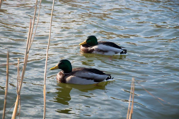 公园湖上的一群鸭子 — 图库照片