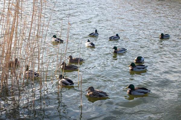 Kudde Eenden Het Meer Het Park — Stockfoto