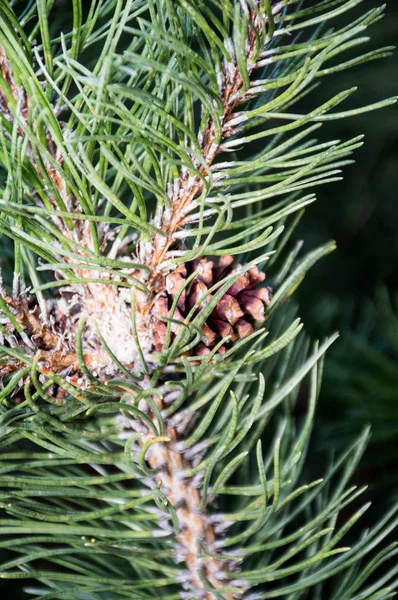 Pine Tree Branch Morning Park — ストック写真