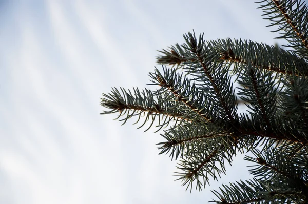 Tall Gren Morgonparken — Stockfoto