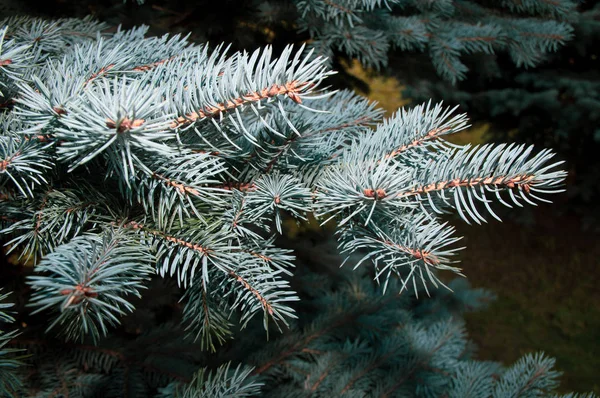 Fenyőfa Reggeli Parkban — Stock Fotó