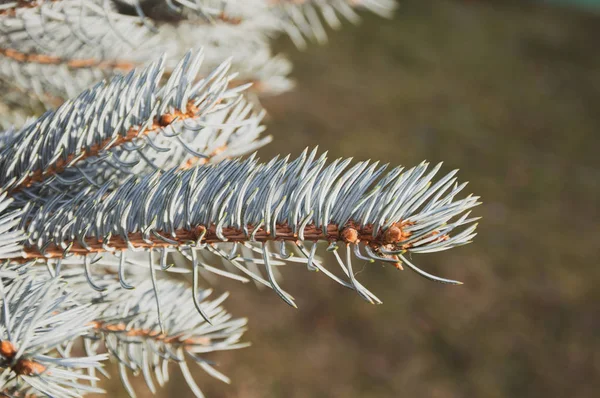 Sabah Parkında Çam Ağacı Dalı — Stok fotoğraf