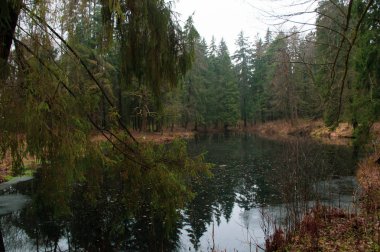  Köknar ormandaki göl