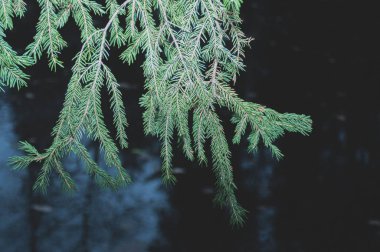  Köknar ormandaki göl