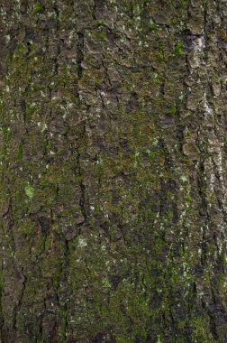 ormandaki bir ağaç kabuğu