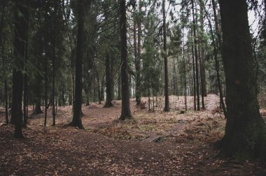 Sonbahar parkındaki orman