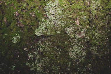 ormandaki bir ağaç kabuğu