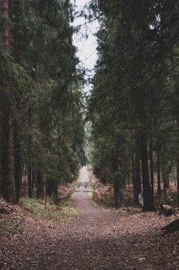 Sonbahar parkındaki orman