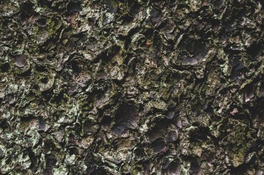 ormandaki bir ağaç kabuğu