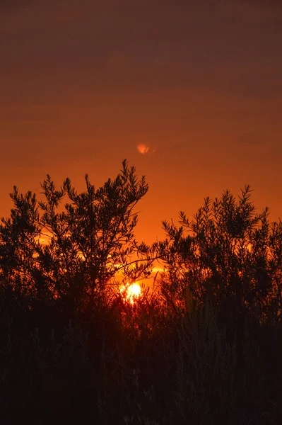 Закат Над Колосьями Пшеницы — стоковое фото