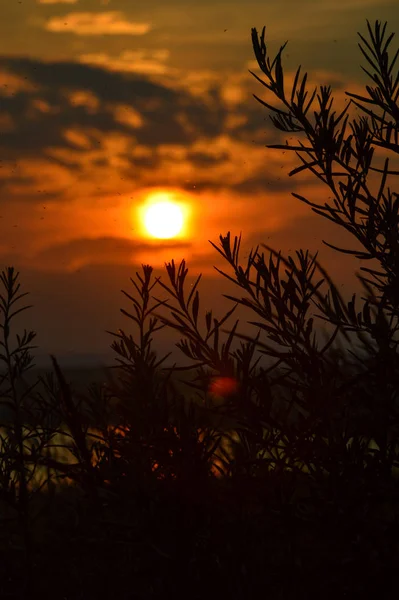 Закат Над Колосьями Пшеницы — стоковое фото