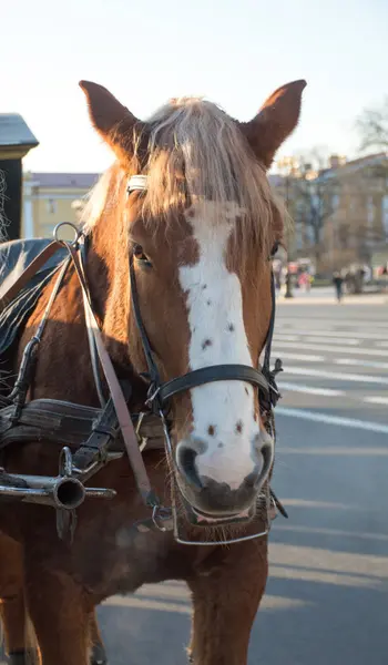 街の安定した美しい馬は — ストック写真