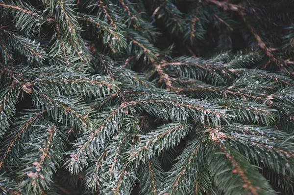 Fir Tree Branch Isolated Background — Stock Photo, Image