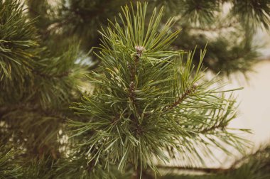  Köknar ağacı dalı izole arkaplan  