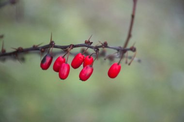 Ormanda kırmızı böğürtlen