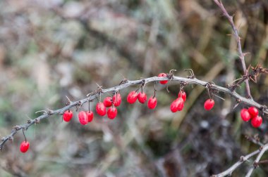 Ormanda kırmızı böğürtlen