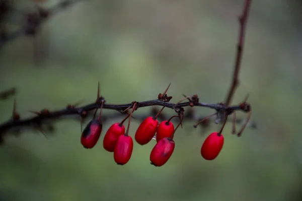 Bagas Vermelhas Barberry Floresta — Fotografia de Stock