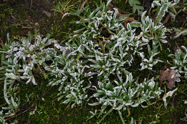 緑の草の上の氷は — ストック写真