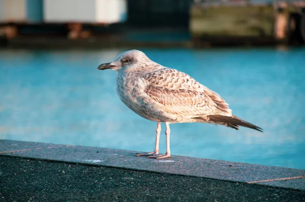 Möwe Auf Dem Wasser — Stockfoto