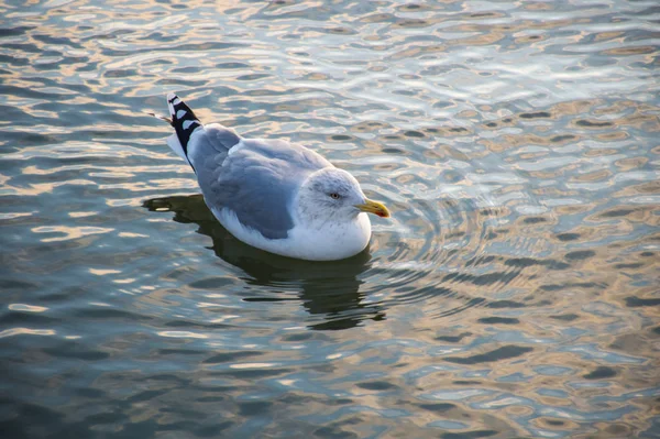 Gabbiano Sull Acqua — Foto Stock