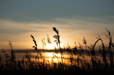 Kuru otlar rüzgarda gün batımında