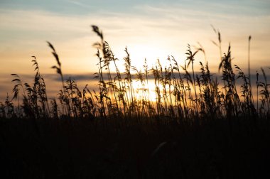 Kuru otlar rüzgarda gün batımında