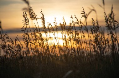 Kuru otlar rüzgarda gün batımında