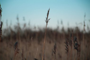 Kuru otlar rüzgarda gün batımında