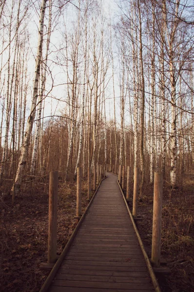 Путь Осенний Лес — стоковое фото