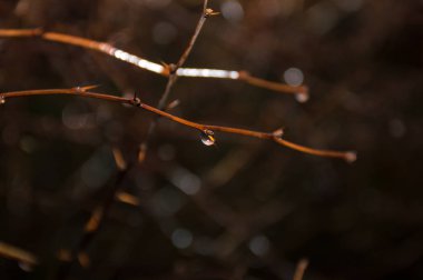 ağaç dalı üzerinde yağmur damlaları