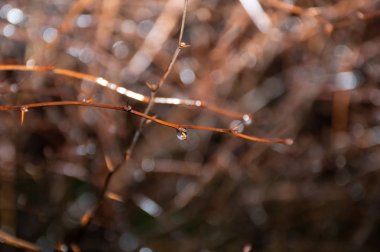 ağaç dalı üzerinde yağmur damlaları