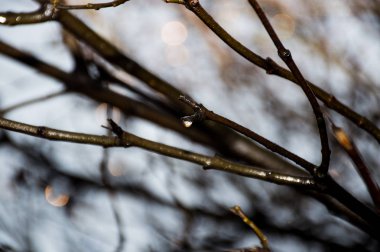 ağaç dalı üzerinde yağmur damlaları