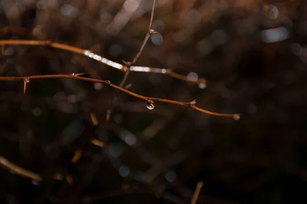 Ağaç Dalı Üzerinde Yağmur Damlaları — Stok fotoğraf