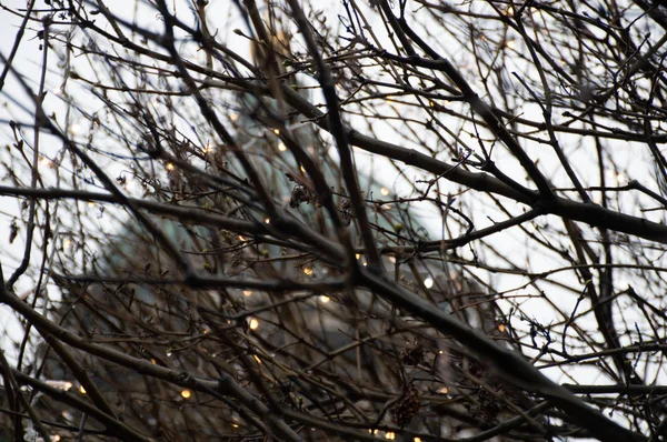 Капли Дождя Ветку Дерева — стоковое фото