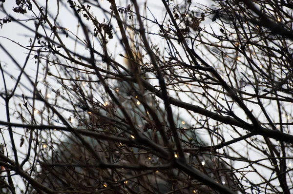 Gocce Pioggia Sul Ramo Dell Albero — Foto Stock