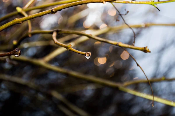 Краплі Дощу Гілці Дерева — стокове фото
