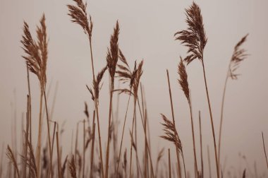 Gökyüzü arka planında buğday kulakları