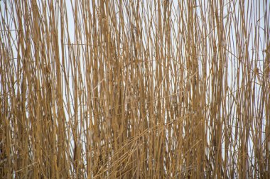 Gökyüzü arka planında buğday kulakları