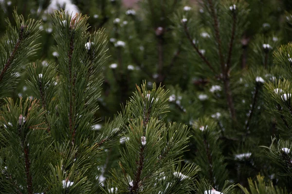 Jedle Zelená Větev Sněhem — Stock fotografie