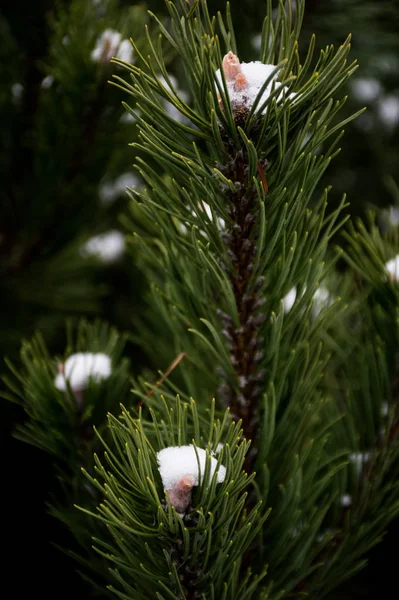 Ramo Abete Verde Con Neve — Foto Stock