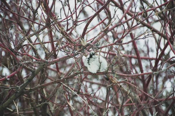 Bird Branch Tree — Stock Photo, Image