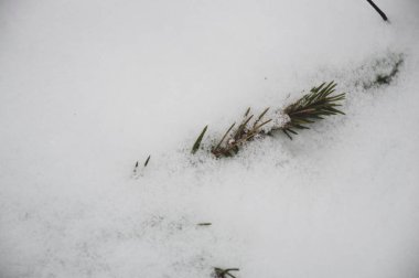 Beyaz kar arka planında köknar ağacı dalları