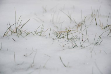 Beyaz kardaki yeşil çimenler