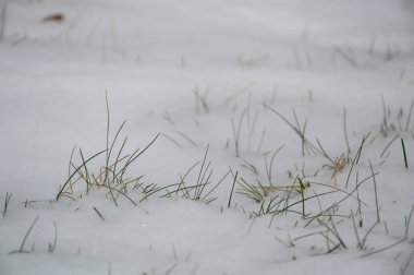 Beyaz kardaki yeşil çimenler