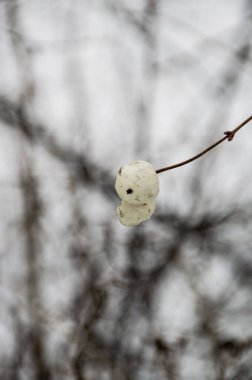 Kar arkaplanındaki kar çileği dalı