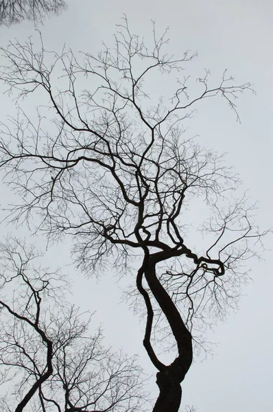 Takken Van Een Boom Lucht Achtergrond — Stockfoto