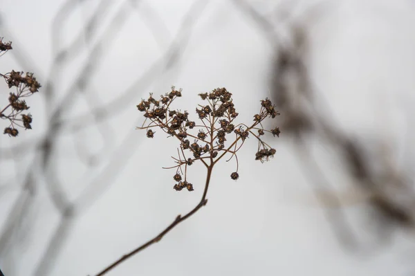 Grama Seca Fundo Inverno — Fotografia de Stock