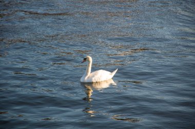 Gölde beyaz kuğu