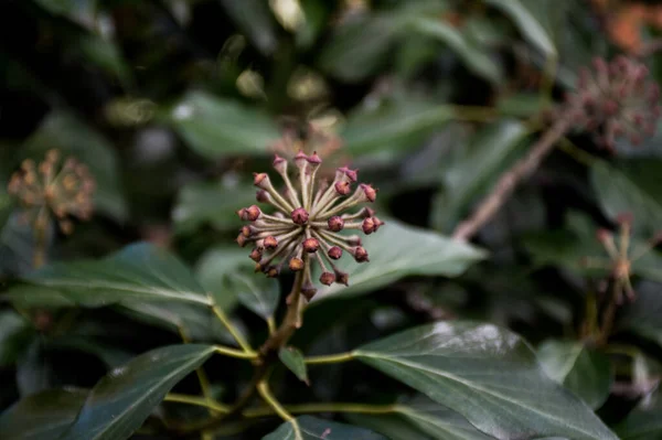 Groene Bladeren Van Een Klimop — Stockfoto