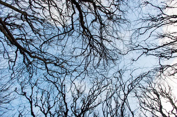 Grenar Träd Vinterhimmel — Stockfoto